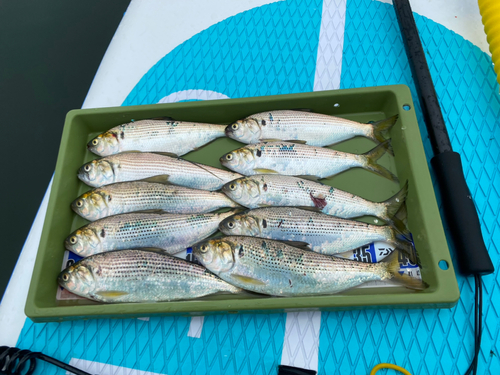 コノシロの釣果