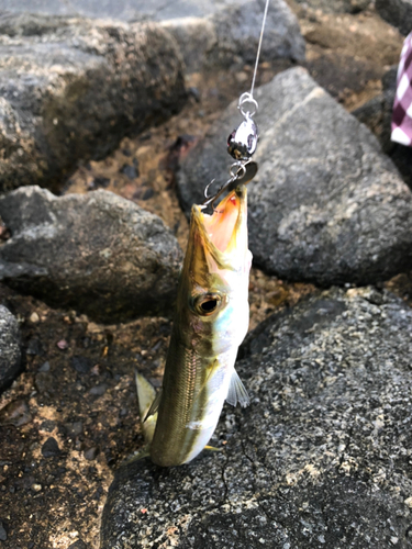 カマスの釣果