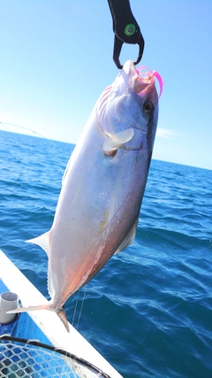 シオの釣果