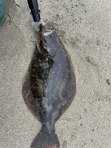 ヒラメの釣果