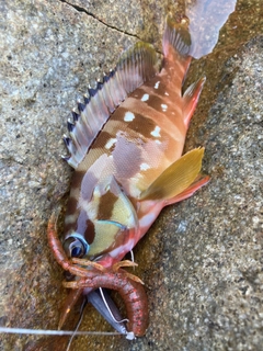 アカハタの釣果