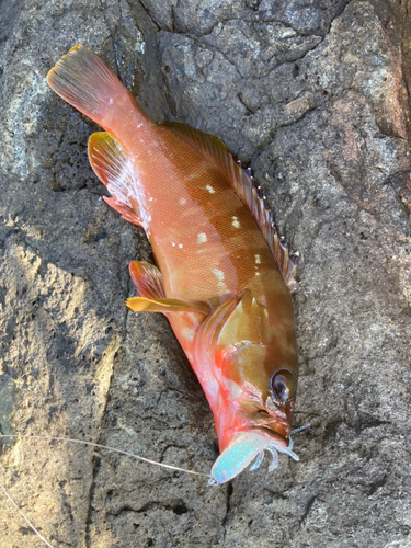 アカハタの釣果