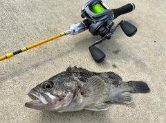 クロソイの釣果