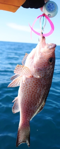 オオモンハタの釣果