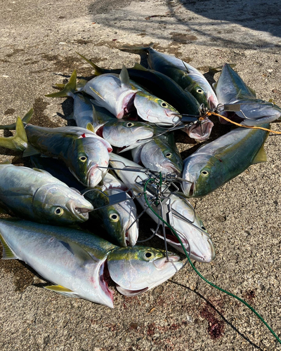 イナダの釣果