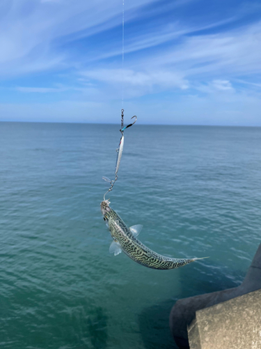 サバの釣果