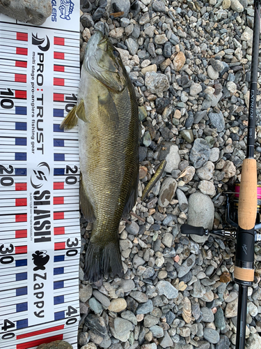 スモールマウスバスの釣果