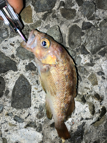 エゾメバルの釣果