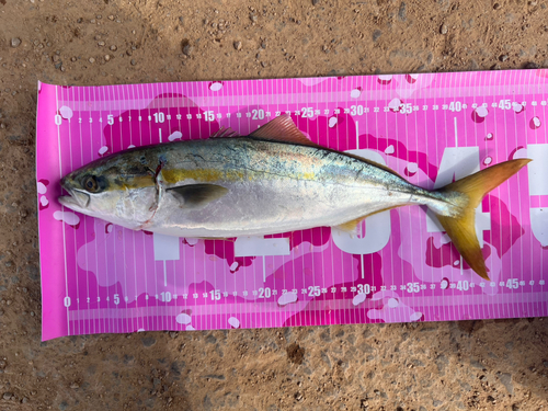 イナダの釣果