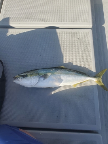 ワラサの釣果