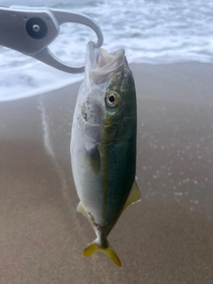 ワカシの釣果