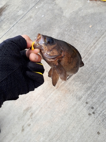 メバルの釣果