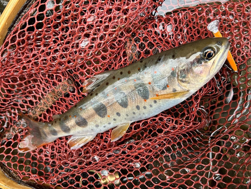 アマゴの釣果