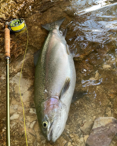 ニジマスの釣果