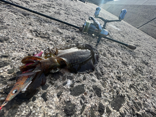 アオリイカの釣果