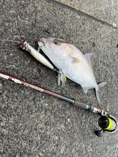 ネイリの釣果