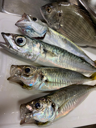 アジの釣果