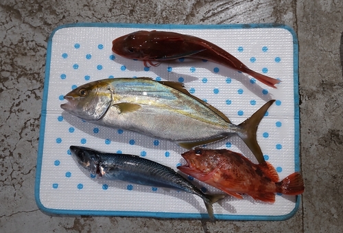 サバの釣果