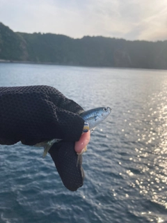 タカベの釣果