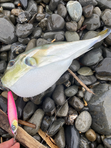 シロサバフグの釣果