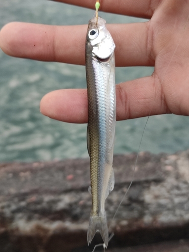 チカの釣果