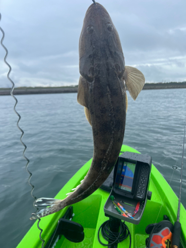 マゴチの釣果