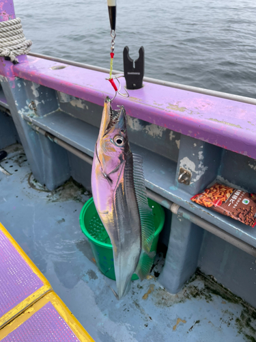 タチウオの釣果