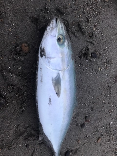 イナダの釣果