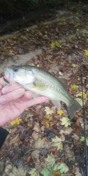 鴨王子さんの釣果 1枚目の画像