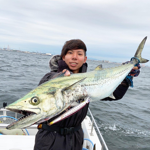 サワラの釣果