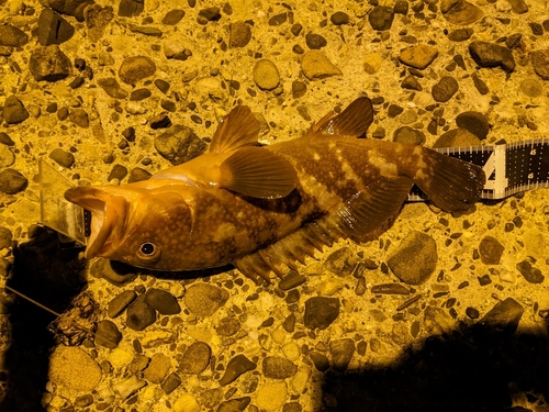 アコウの釣果