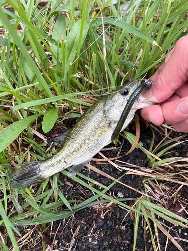 ブラックバスの釣果