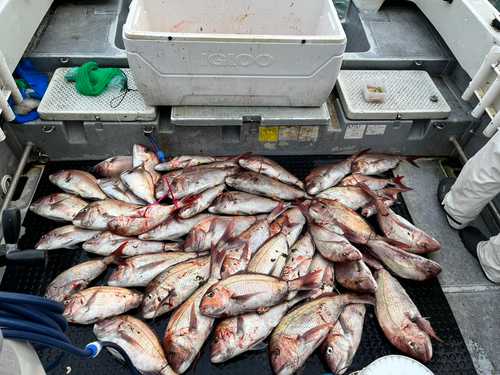 マダイの釣果