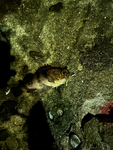 メバルの釣果