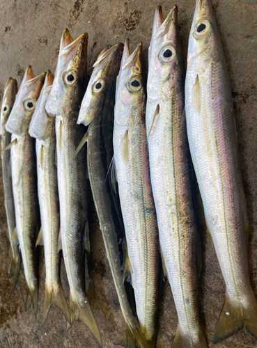 カマスの釣果