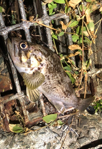 クロソイの釣果