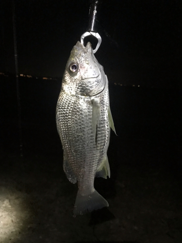 ホシミゾイサキの釣果