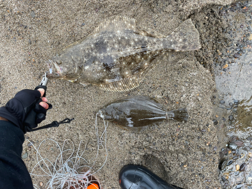 ヒラメの釣果