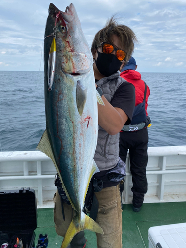 ブリの釣果