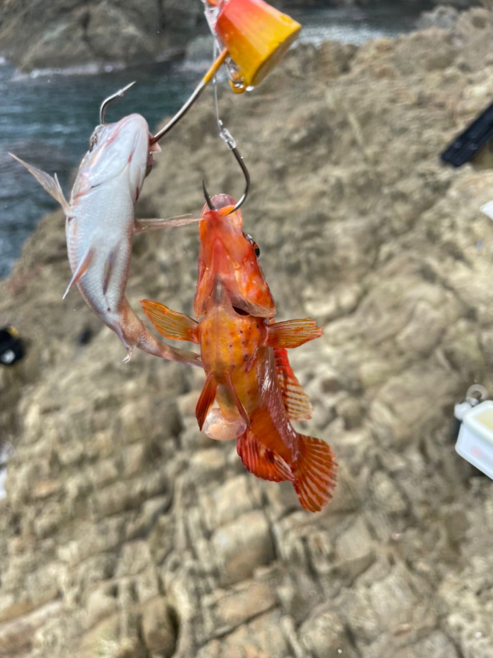 ブーヤンさんの釣果 2枚目の画像