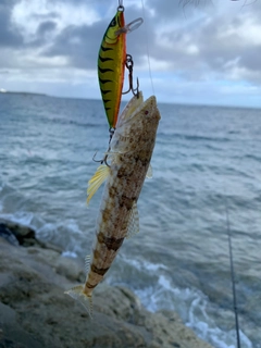 エソの釣果