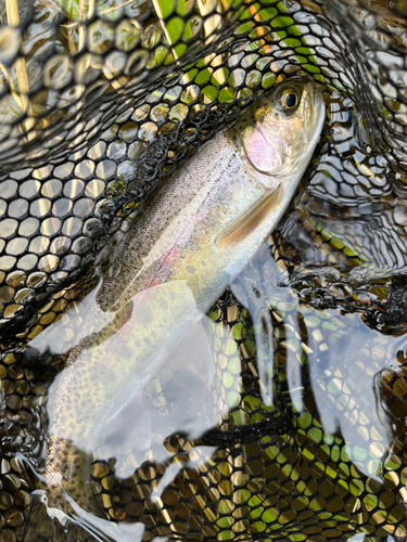 ニジマスの釣果