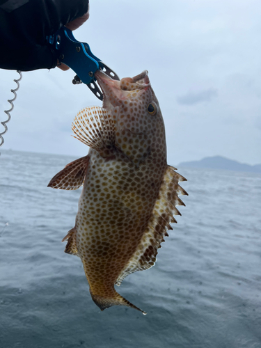 オオモンハタの釣果