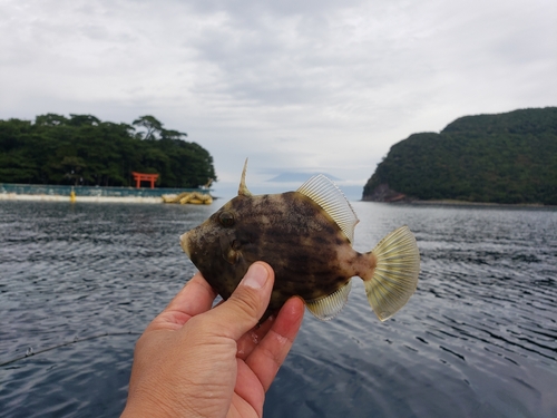 カワハギの釣果