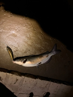 アメリカナマズの釣果