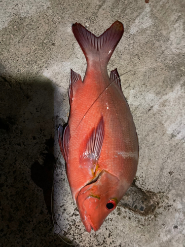 ヒメフエダイの釣果