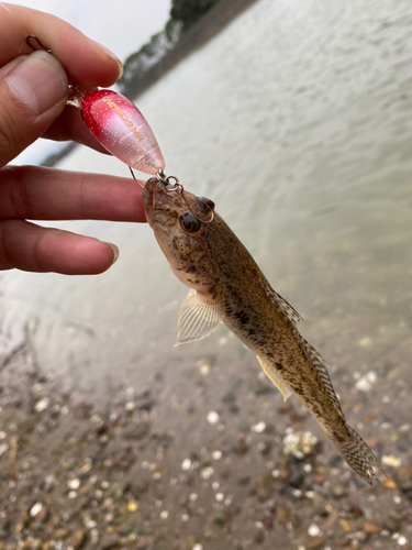 マハゼの釣果