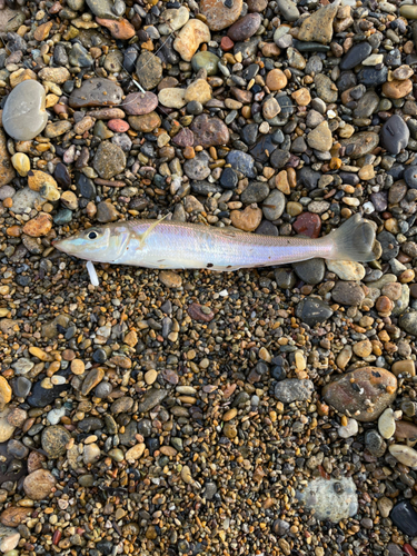 キスの釣果