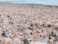 トラフグの釣果