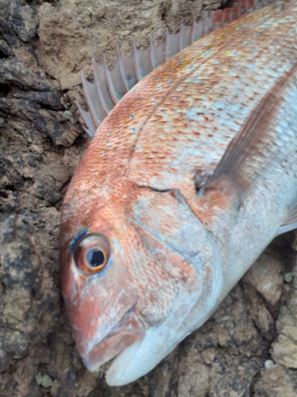 クチブトグレ